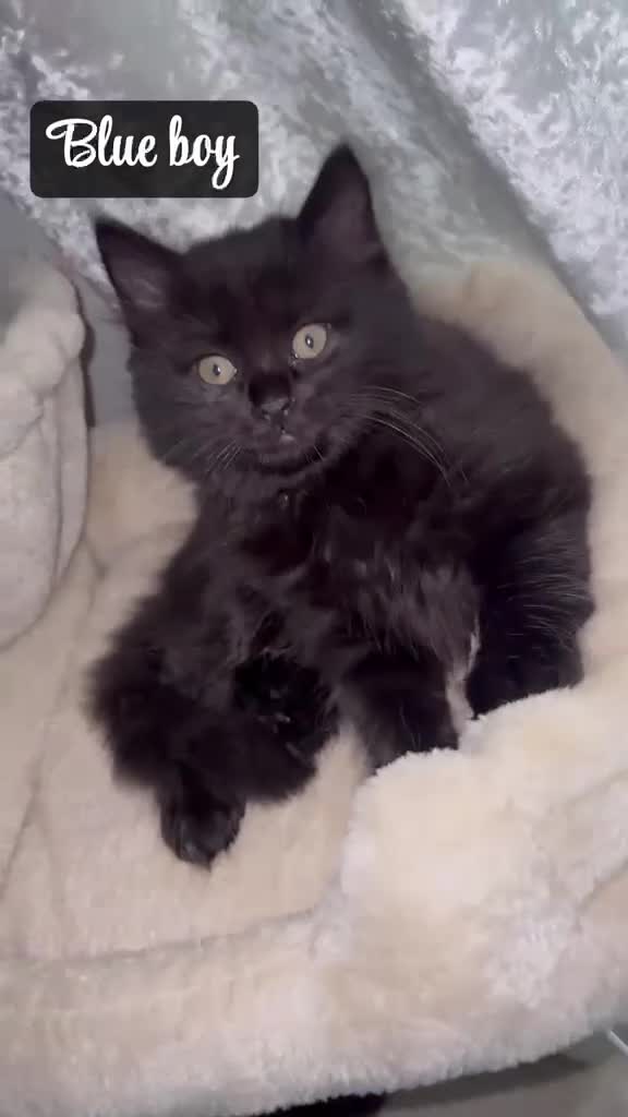British Longhair cats for sale: Adorable British x longhair kittens 🐾 🐱  in Manchester - Video 2