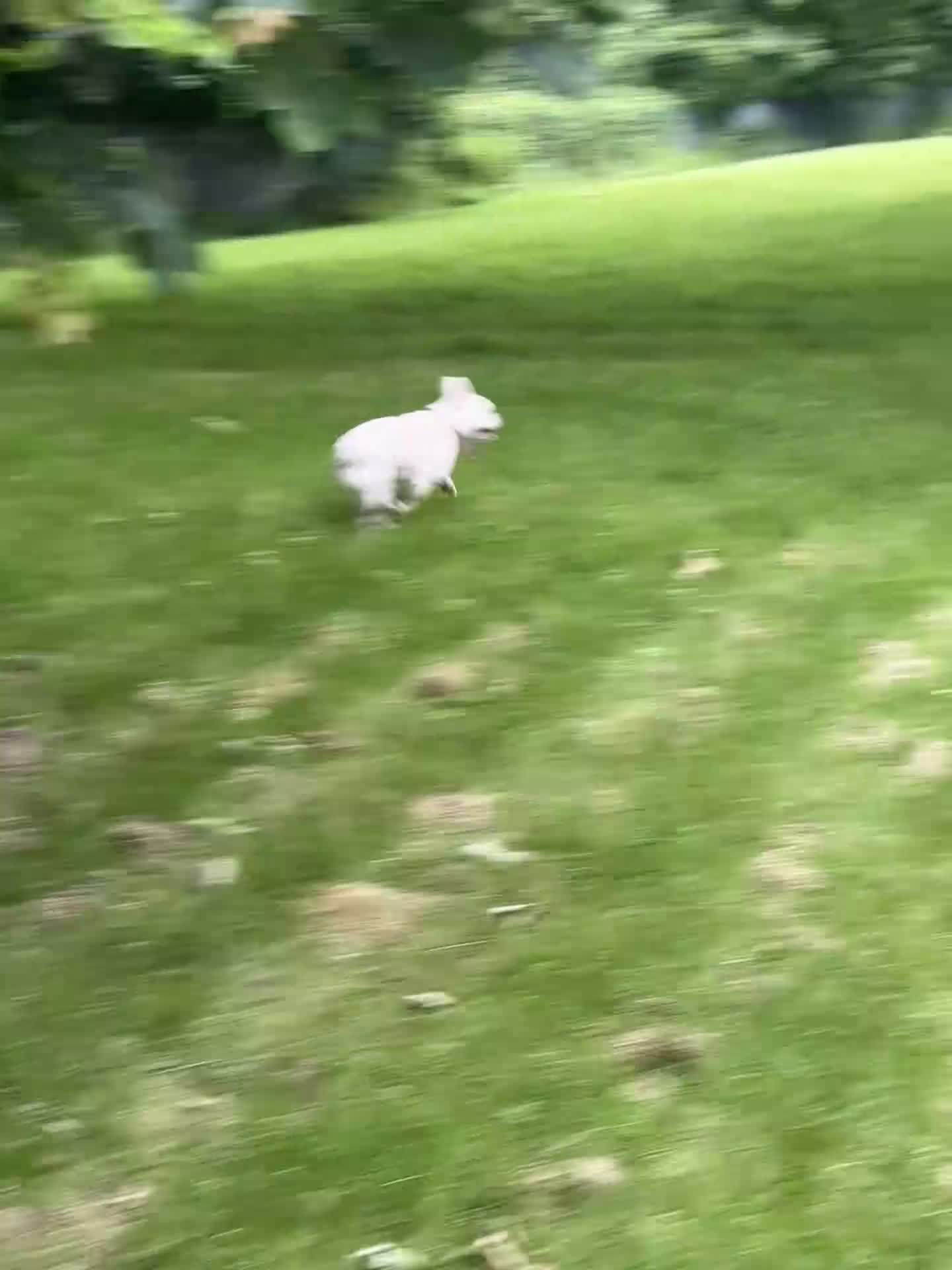 French Bulldog dogs for sale: White French bull dog blue eyes  in Nottingham - Video 1