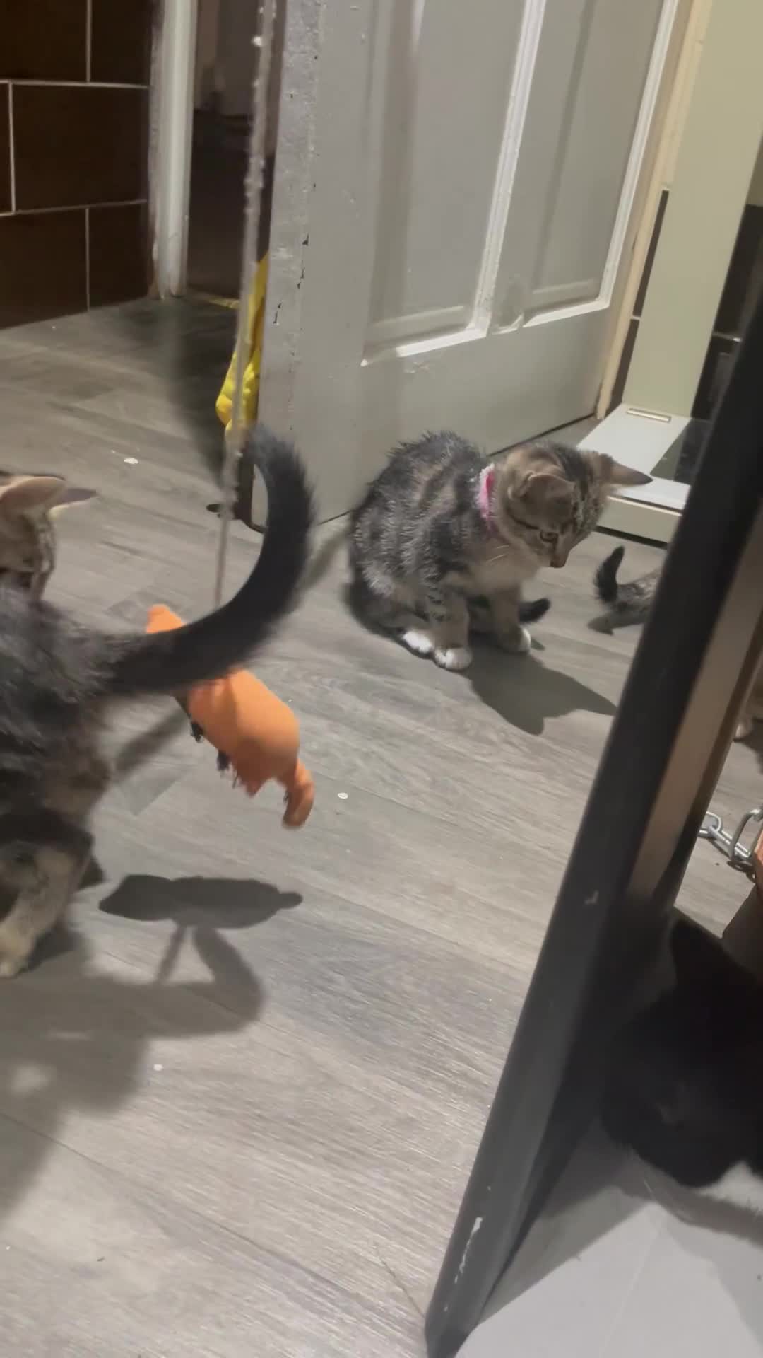 Mixed Breed cats for sale: 4 stunning tabby kittens - Video 2