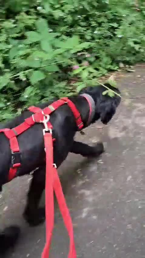 Mixed Breed dogs for adoption: 🐾❤️ HELGA FOR ADOPTION IN CORNWALL OR DEVON ❤️🐾 - Video 3