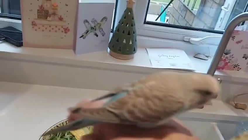 Budgerigars birds for sale: Hand tamed bonded pair of Budgies - Video 2