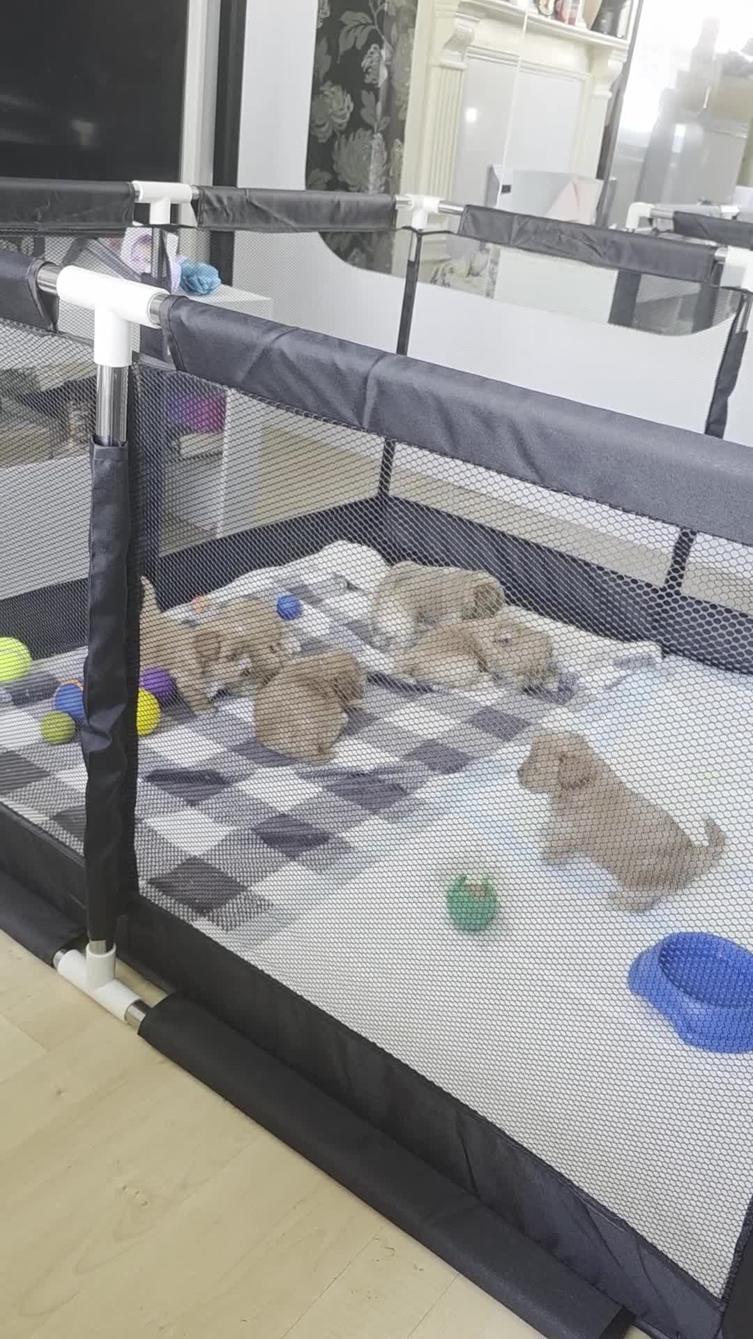 Maltipoo dogs for sale: Maltipoo lovely, cutest puppy - Video 1