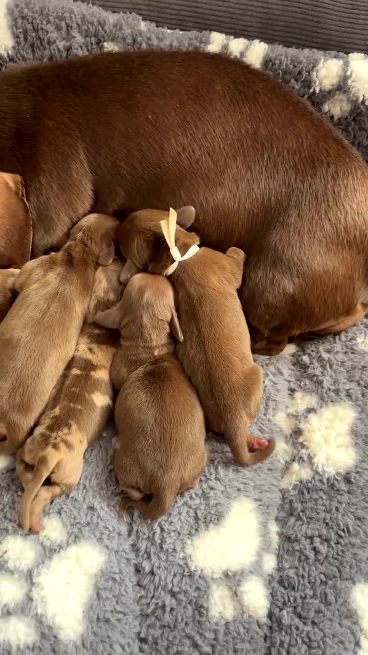 Miniature Dachshund dogs for sale: Smooth miniature dachshund puppies KC  - Video 1