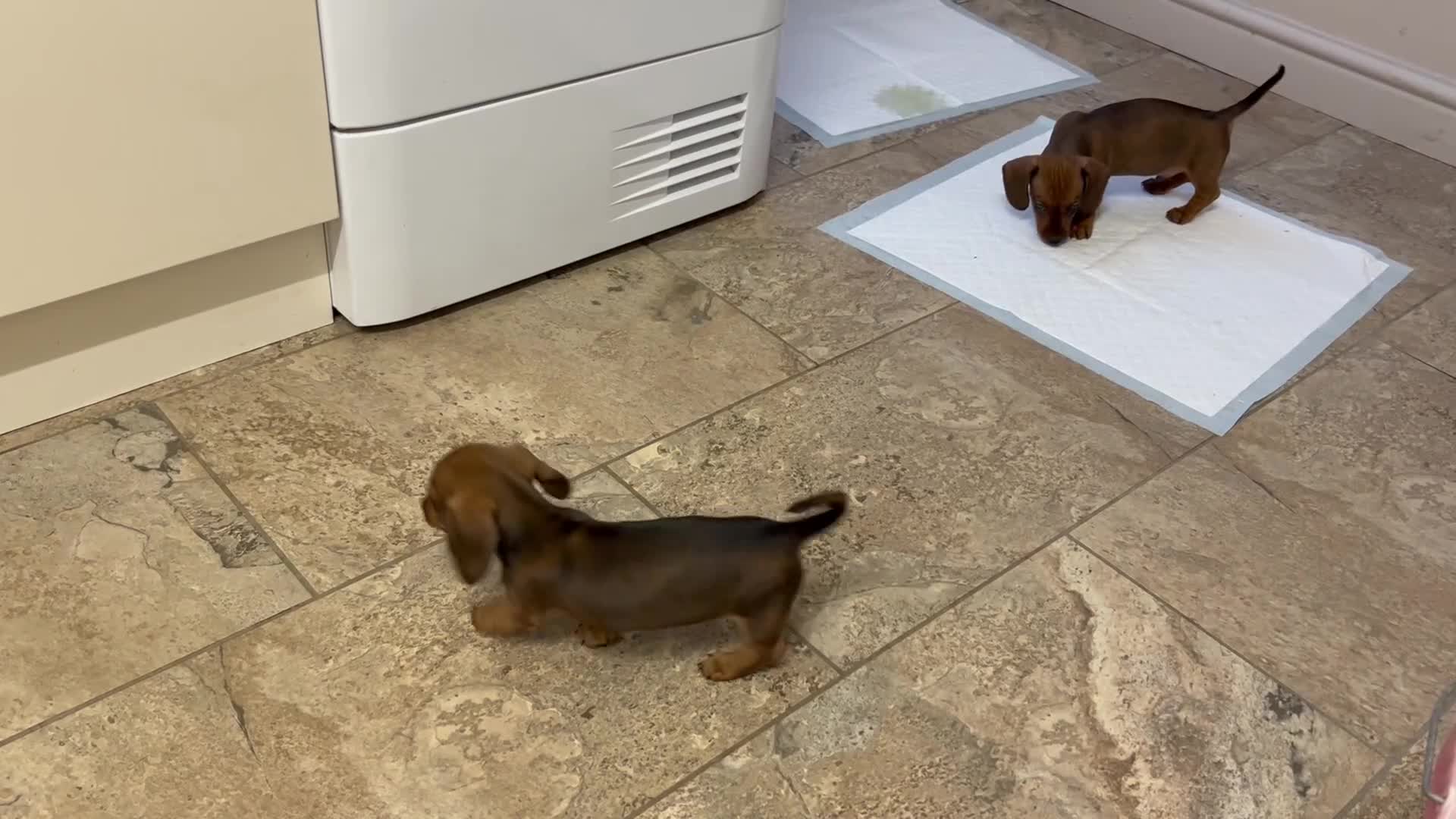 Miniature Dachshund dogs for sale: Happy healthy pups, both parents dna health tested - Video 1