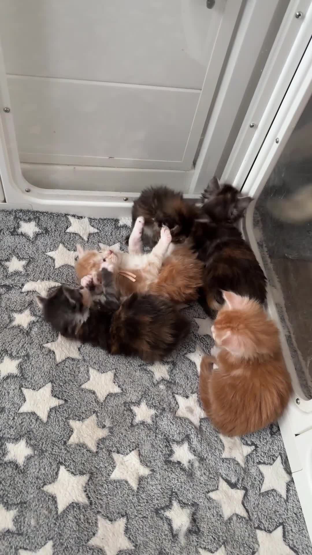 Maine Coon cats for sale: XL Red & White &  black smoke Maine Coon kittens  - Video 4
