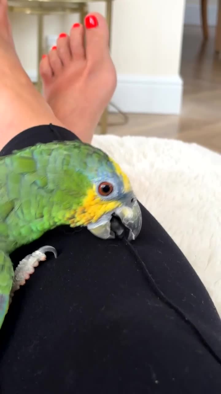 Parrots birds for sale: Beautiful orange winged Amozon  - Video 2
