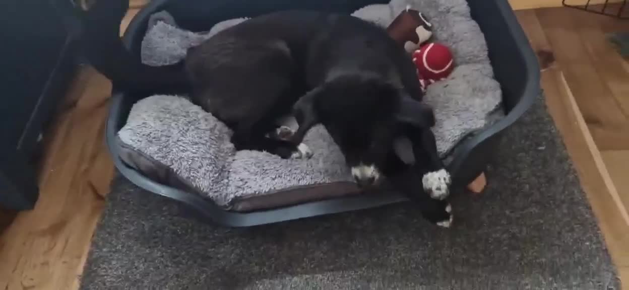 Mixed Breed dogs for adoption: FLEUR-happy&playful girl/ loves dogs/ affectionate - Video 3