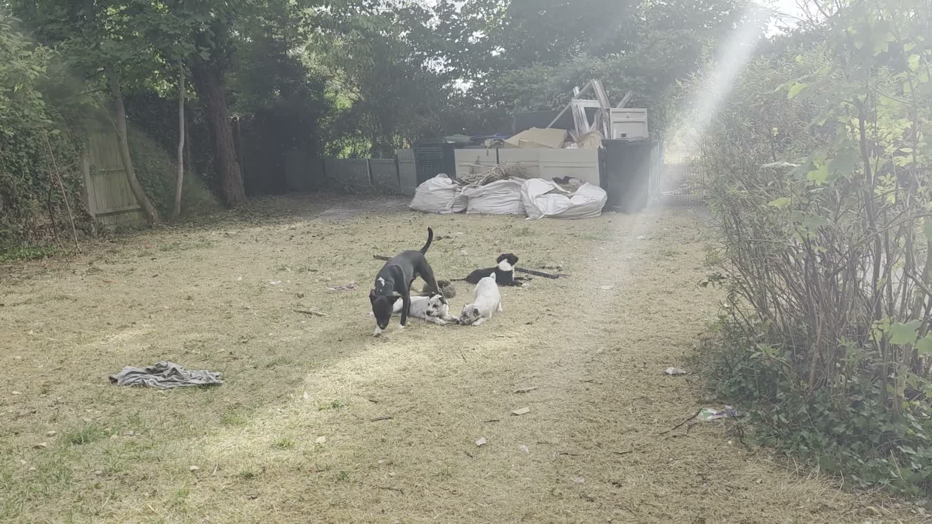 Mixed Breed dogs for sale: Beautiful female puppy 4 months - Video 1