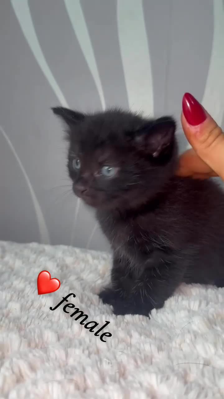 Mixed Breed cats for sale: 4 kittens for sale - Video 4