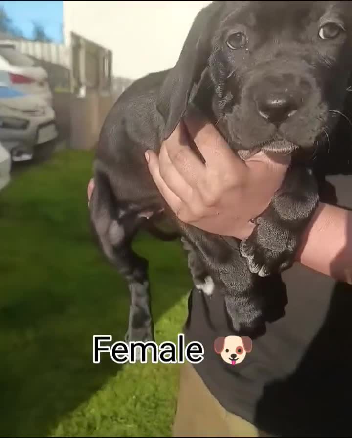 Mixed Breed dogs for sale: Bandogge x Cane Corso/Boerboel - Video 2