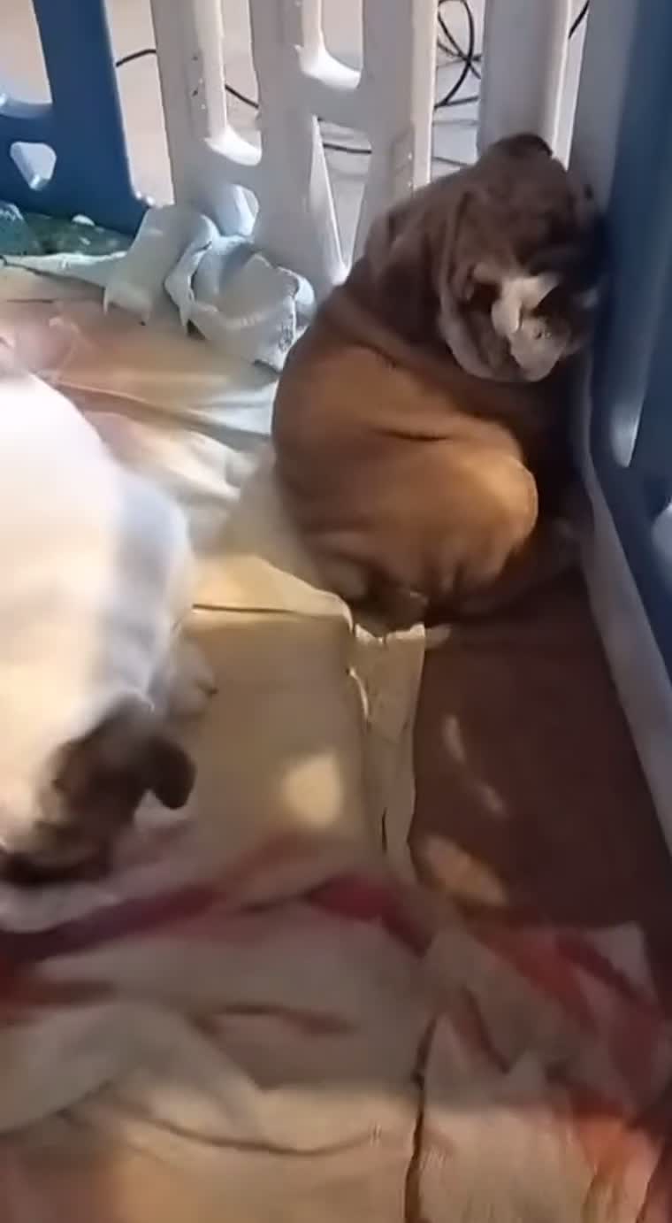English Bulldog dogs for sale: ❤️🐶 English Bulldog puppies 🐶🖤 - Video 1