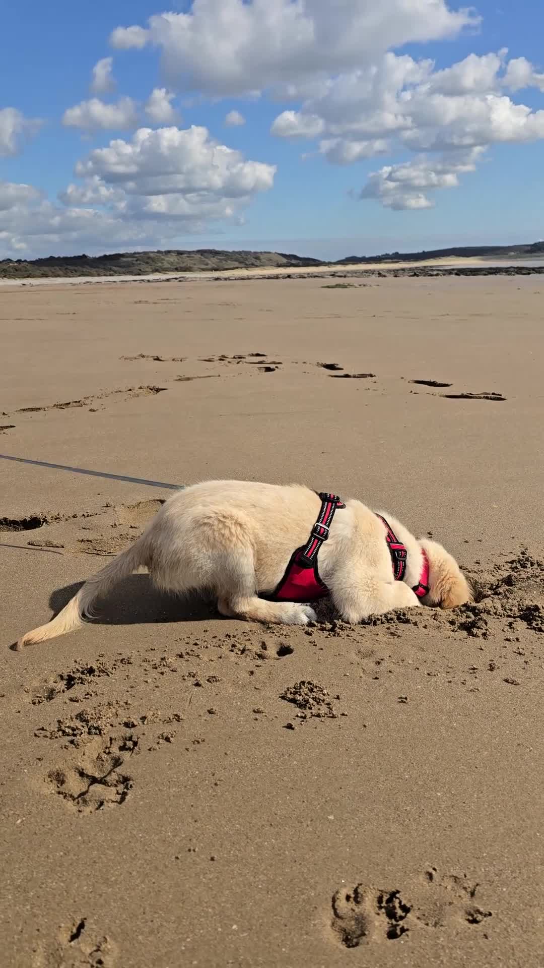 Golden Retriever dogs for sale: KC Registered Golden Retriever 9mths old Henry in Porthcawl - Video 1