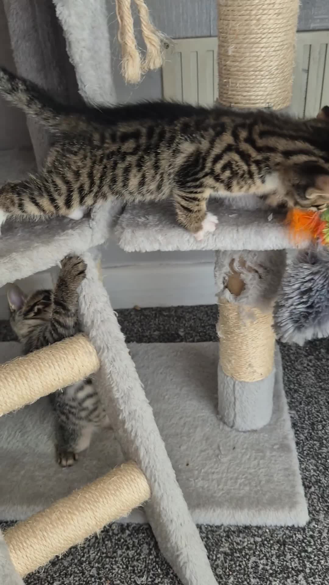 Mixed Breed cats for sale: 4 Handsome Boy Kittens Ready for New Adventures!  - Video 2