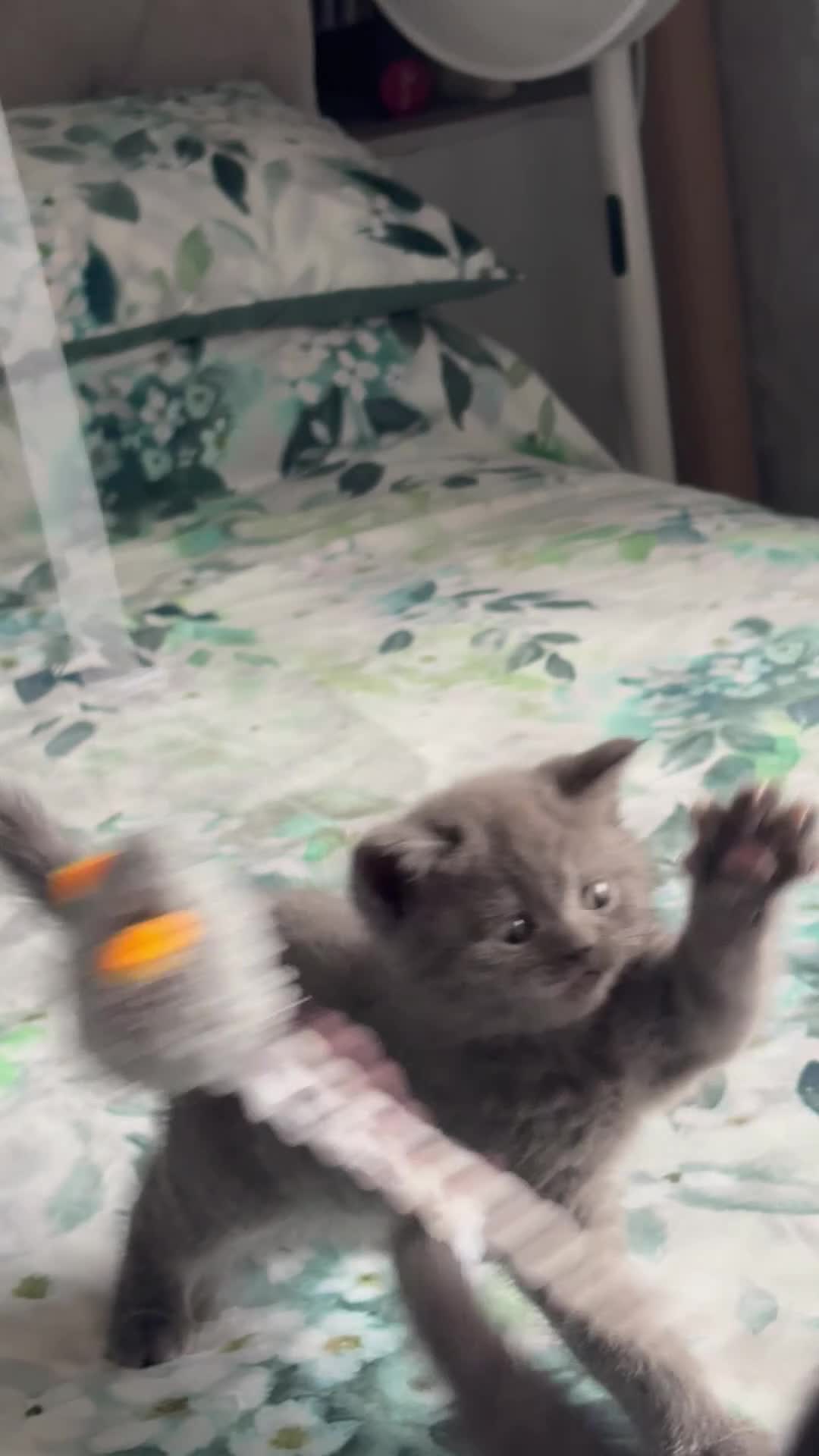 Scottish Fold cats for sale: Last 3 Scottish Fold/Straight kittens - Video 2