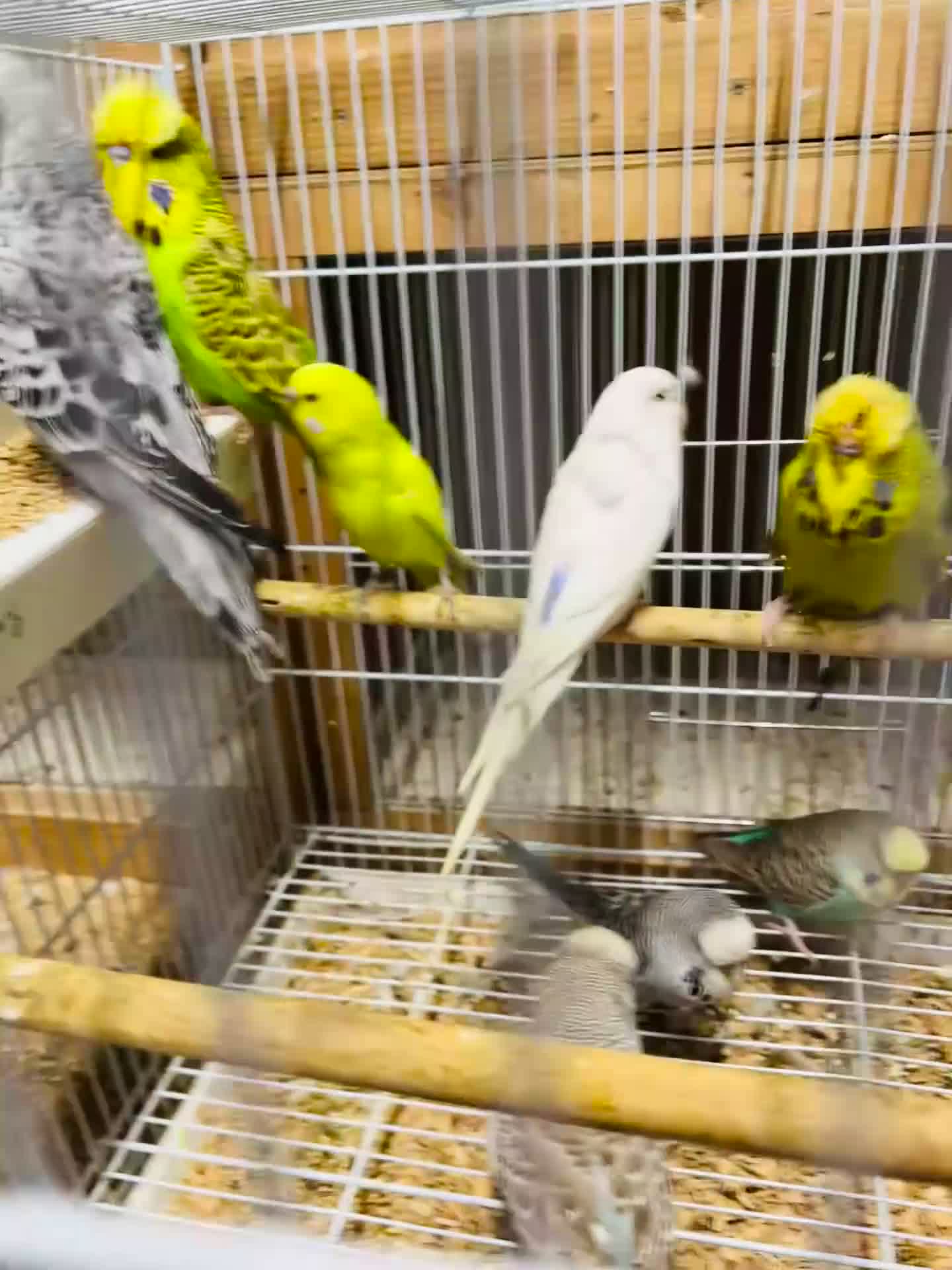 Budgerigars birds for sale: Various colour/ages budgies for sale  - Video 1