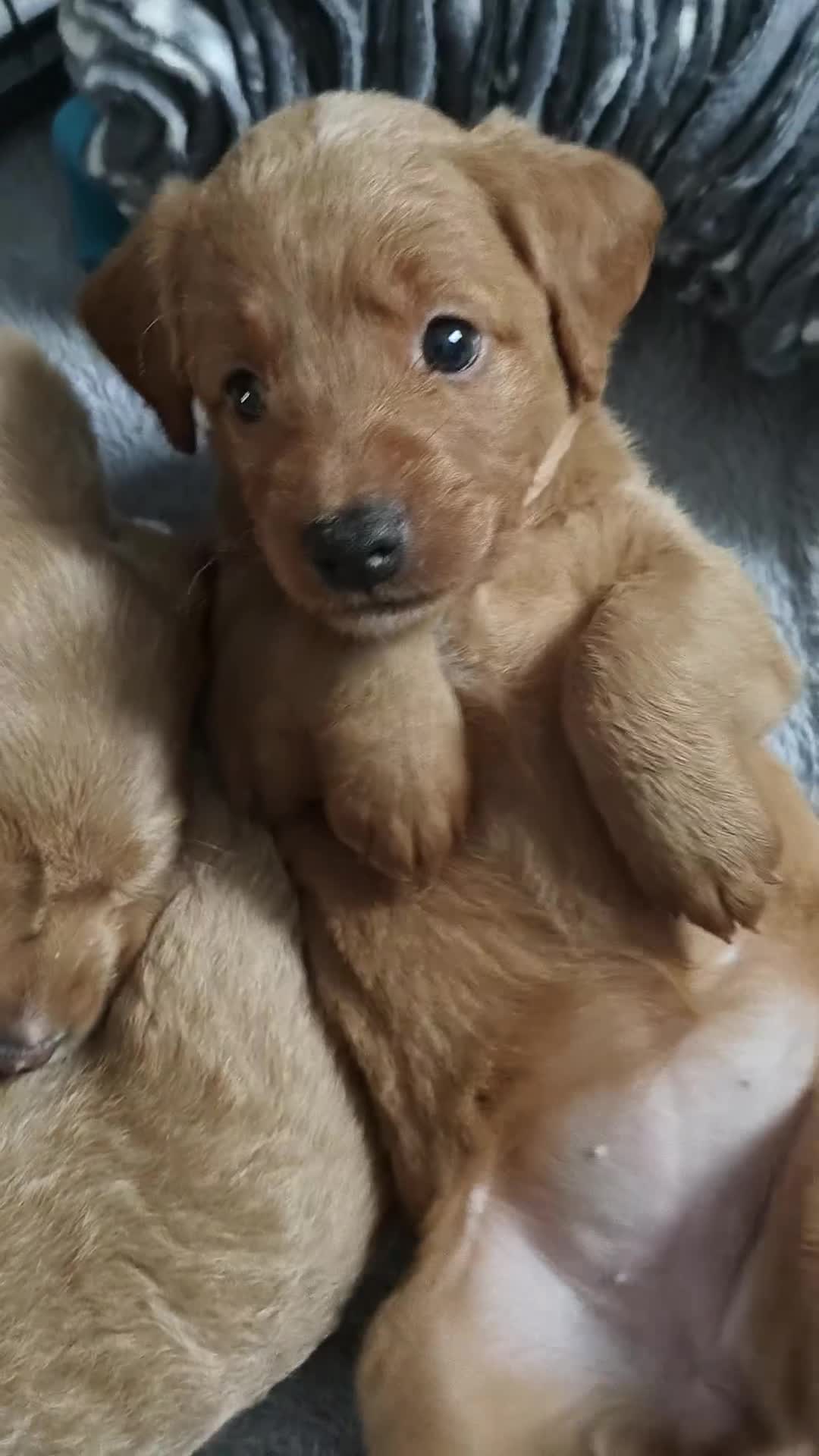 Mixed Breed dogs for sale: ✨Health Tested Australian Labradoodles ✨ - Video 1