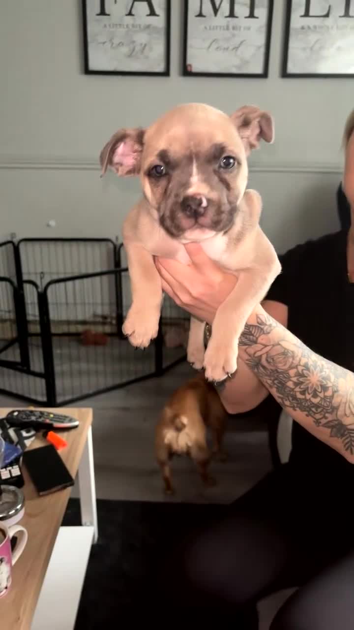 Mixed Breed dogs for sale: 1 boy and 1 girl available  - Video 1