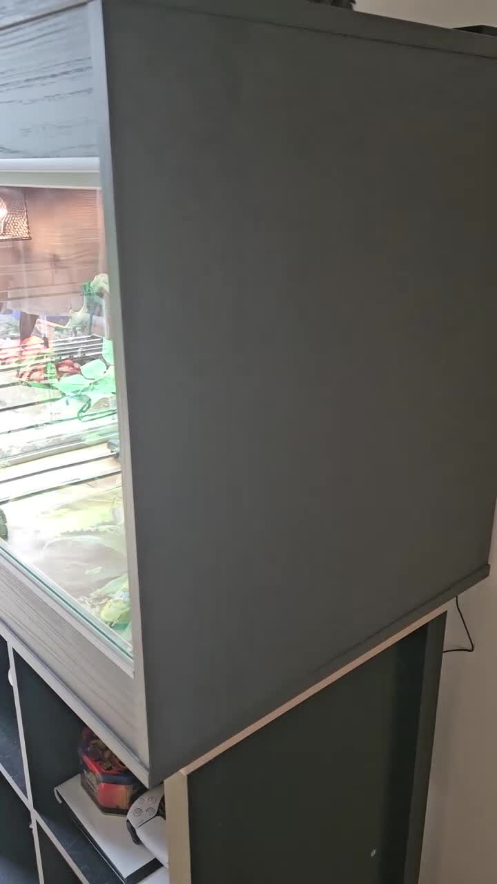 Milk Snake reptiles for sale: Milk snake and vivarium full set up for sale - Video 1