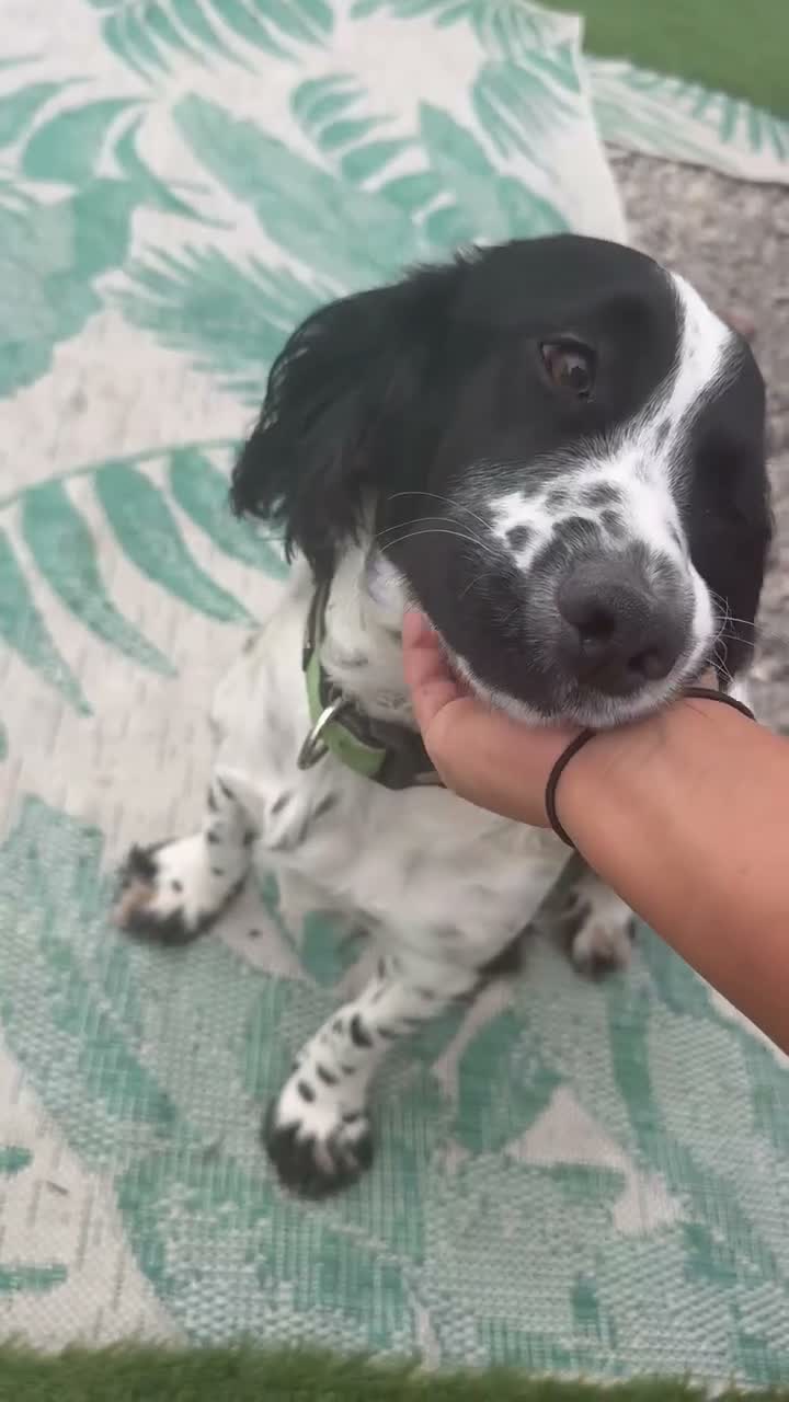 Sprocker dogs for sale: I have my beautiful luna here  - Video 1
