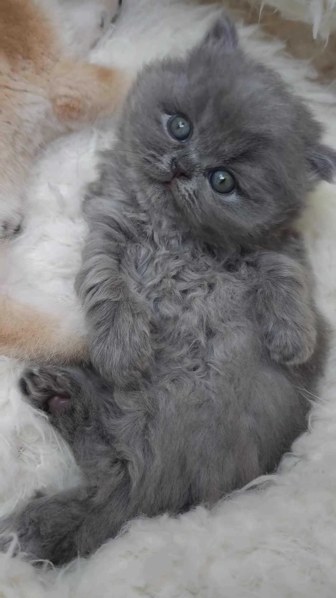 British Longhair cats for sale: ✨️Exceptional Blue British Longhair boy✨️ - Video 3