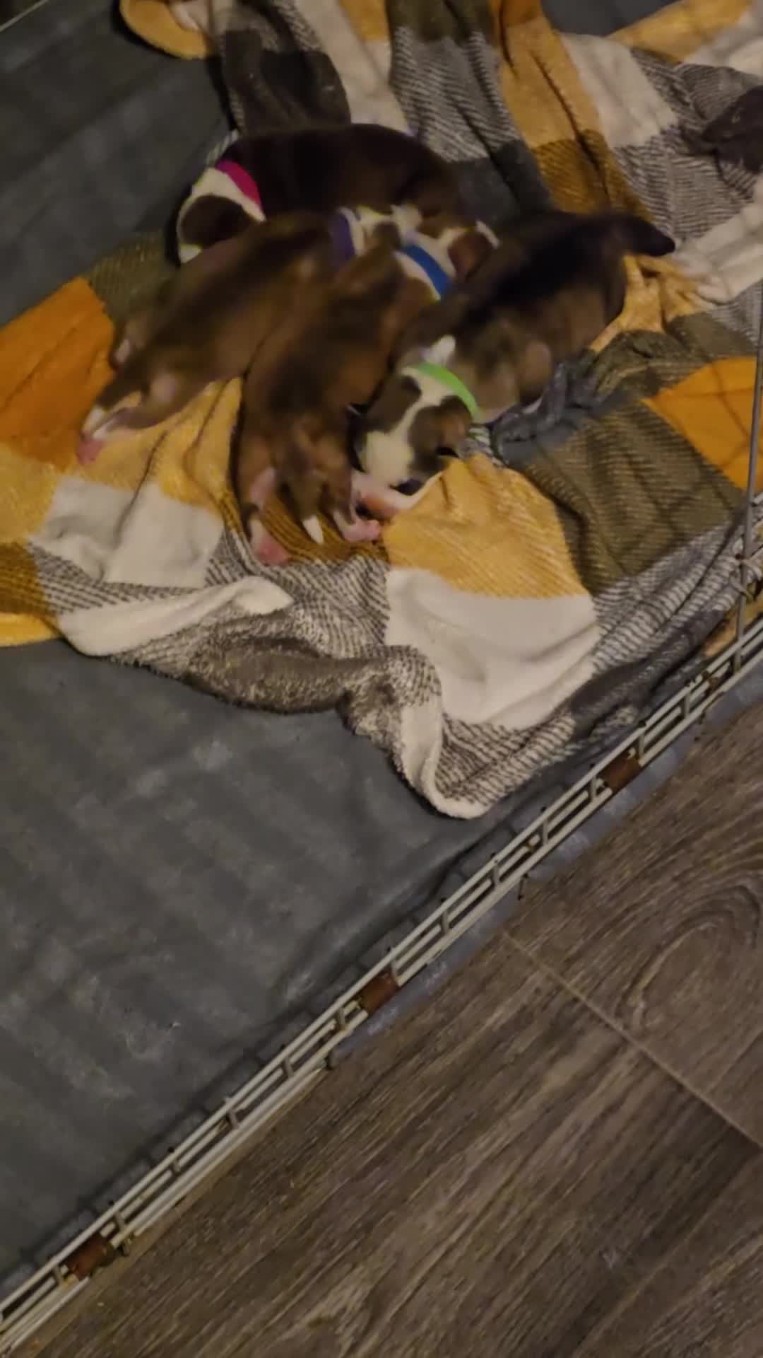 Siberian Husky dogs for sale: Husky puppies  - Video 1