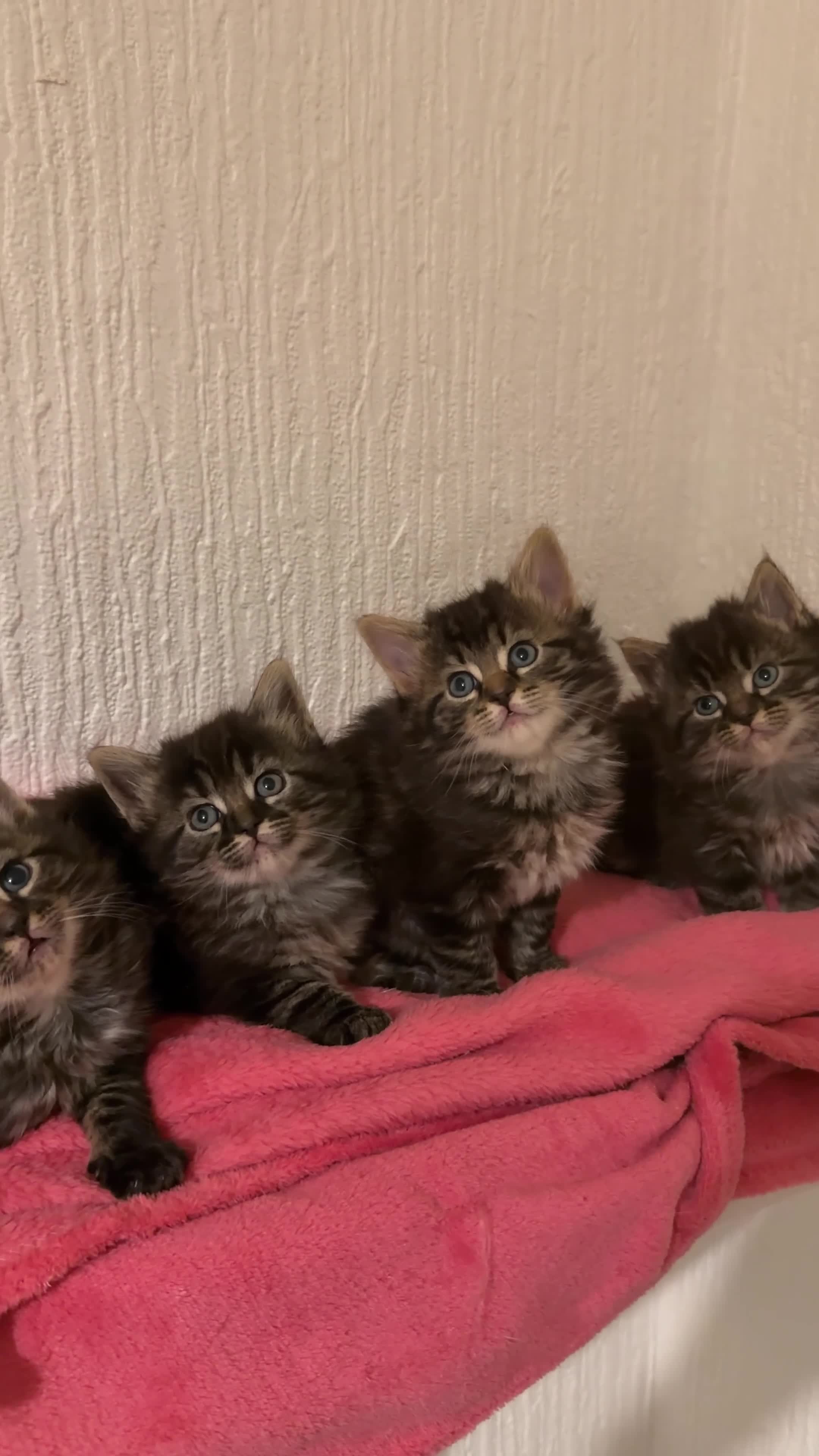 Mixed Breed cats for sale: Scottish fold cross ragdoll - Video 1