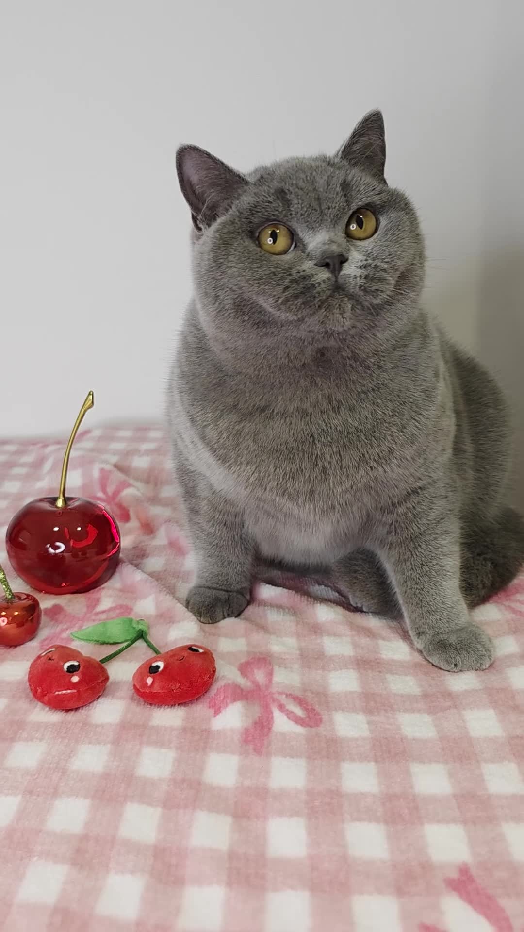 British Shorthair cats for sale: CHAMPION SIRED GCCF REG PEDIGREE BLUE BSH KITTEN - Video 1