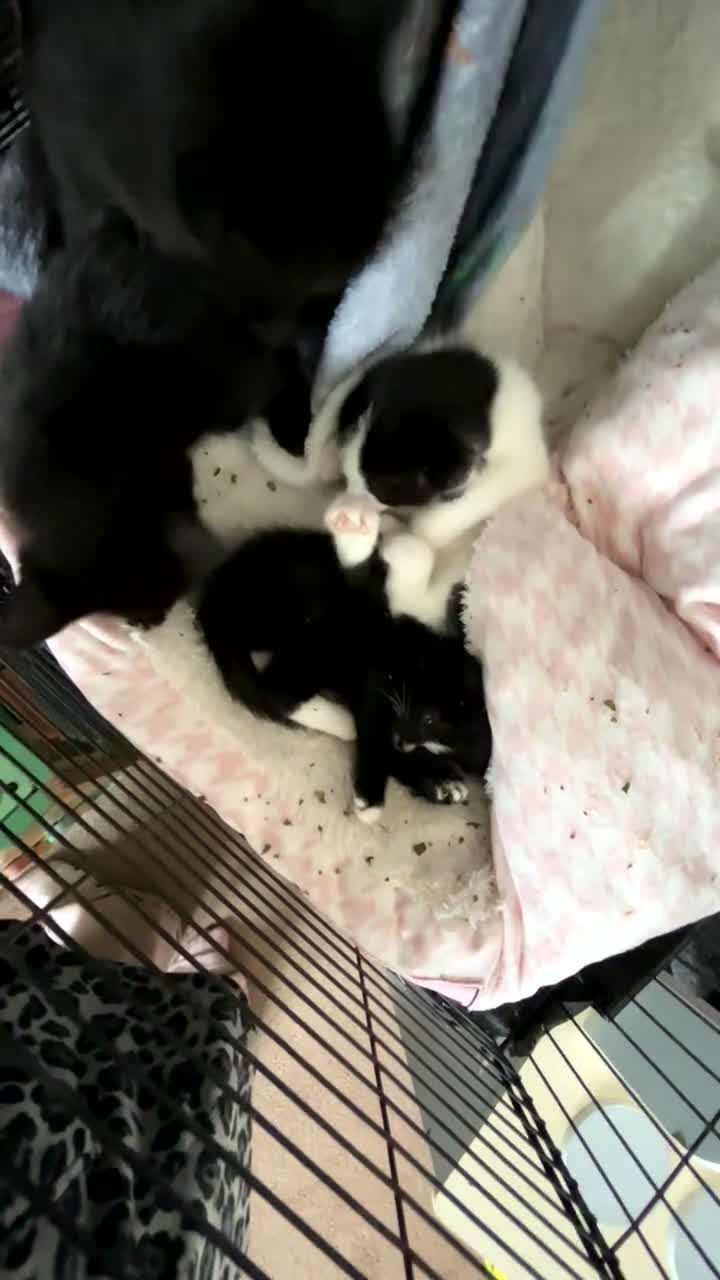 Mixed Breed cats for sale: ✨four lively kittens looking for loving homes✨ in Motherwell - Video 1