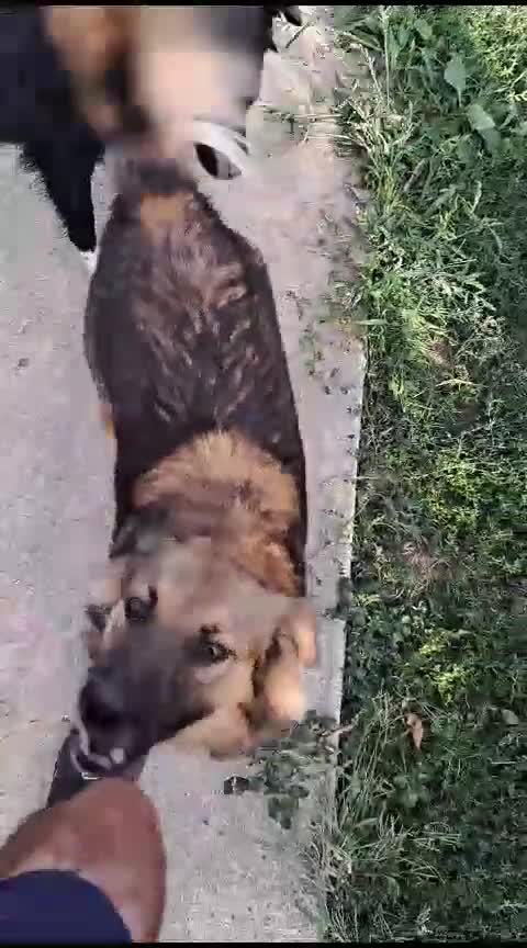 Mixed Breed dogs for adoption: BENNY - a faithful dog for a Loving Home - Video 5