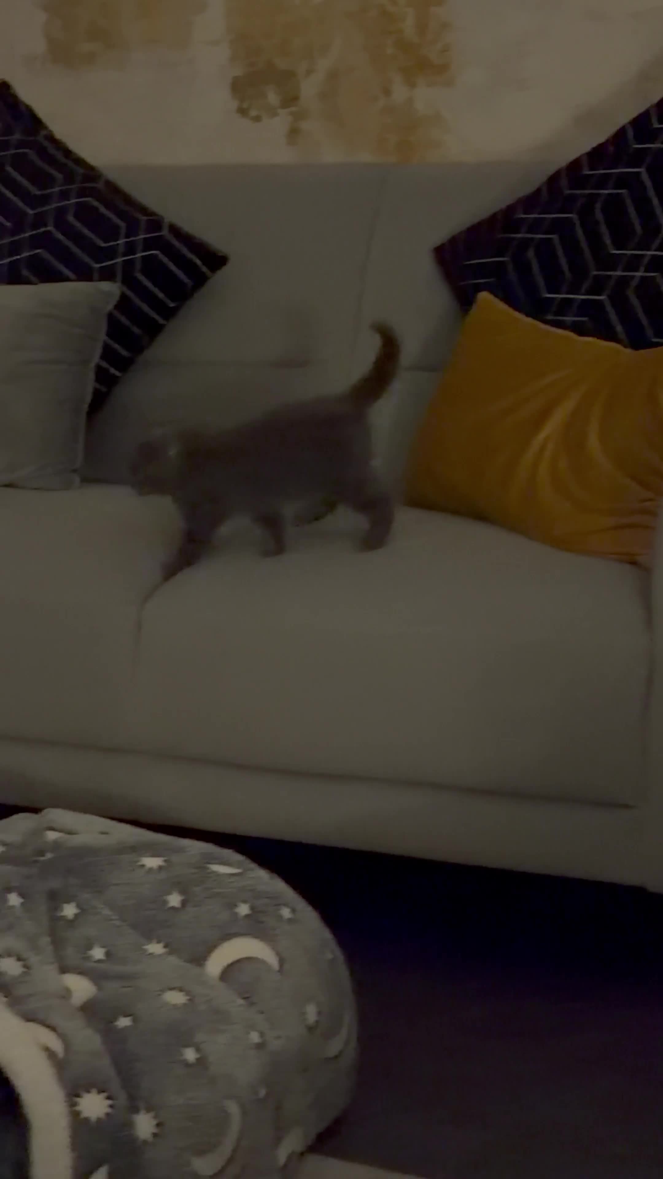 British Shorthair cats for sale: Perfect,Adorable,Playful,British Short Hair Kitten - Video 1