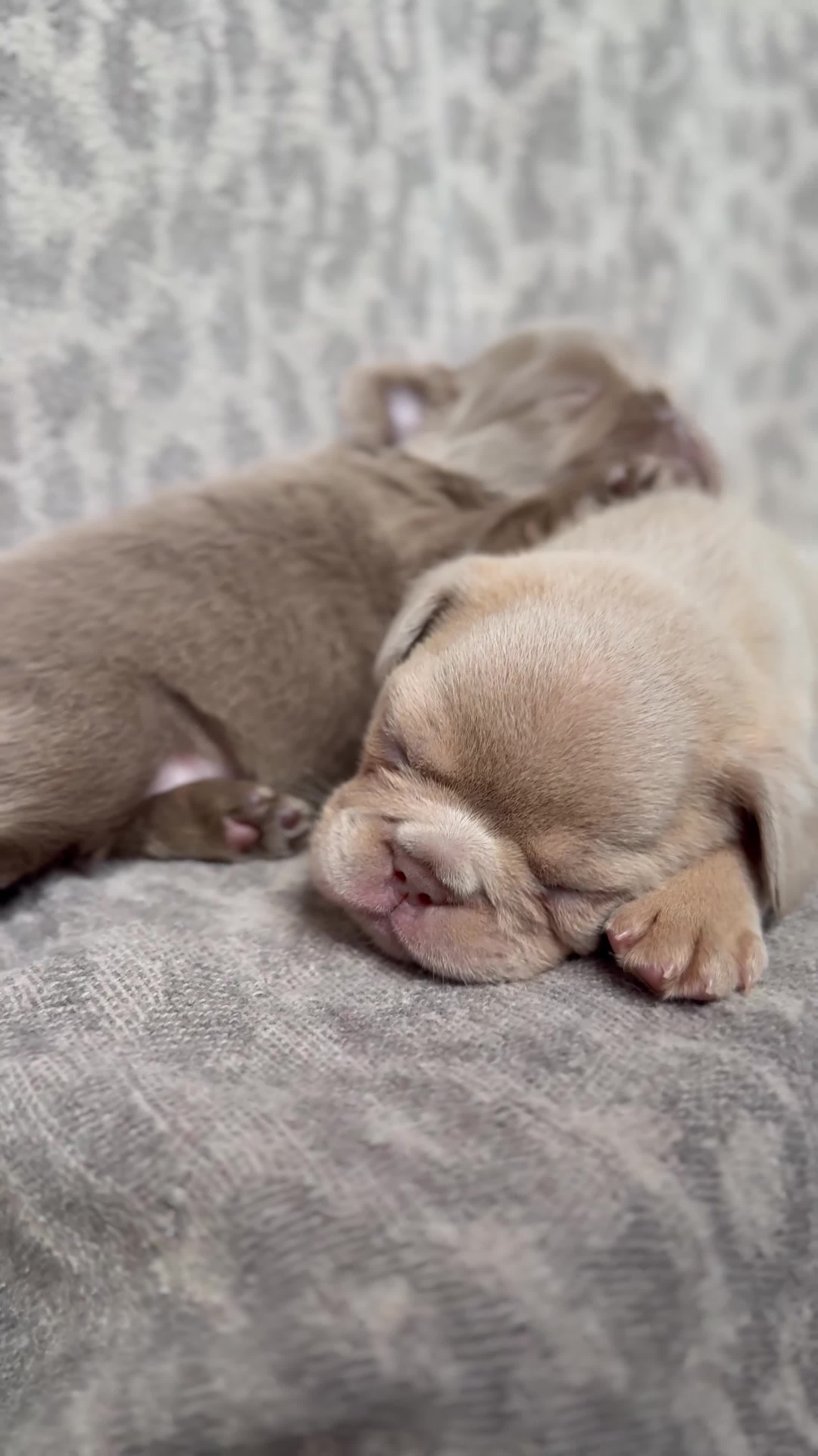 French Bulldog dogs for sale: Quality French bulldog puppies 🐾🔥 - Video 1
