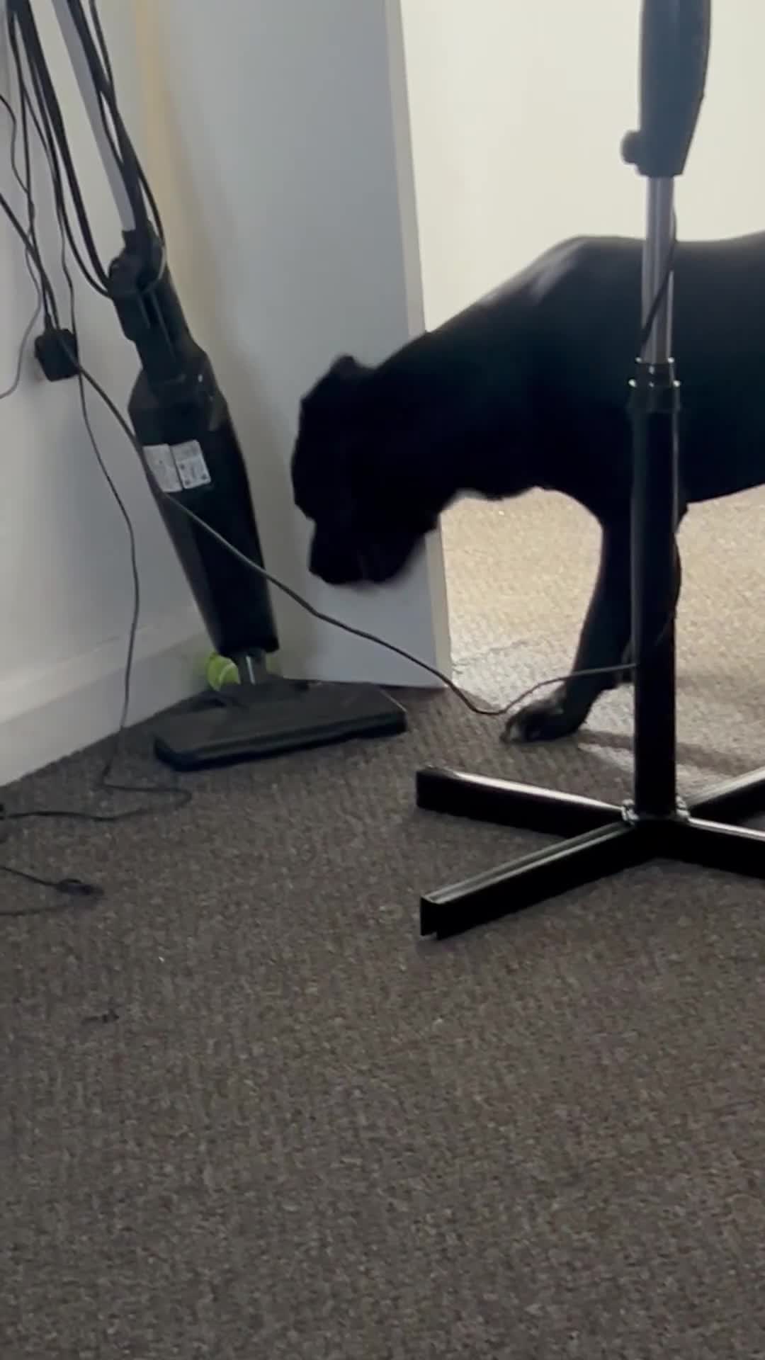 Mixed Breed dogs for sale: Pressa x olde English bull dog in Leicester - Video 1