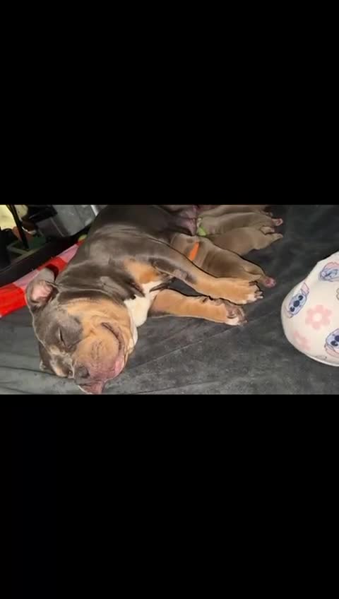 American Bully dogs for sale: American Bully Pocket  - Video 1