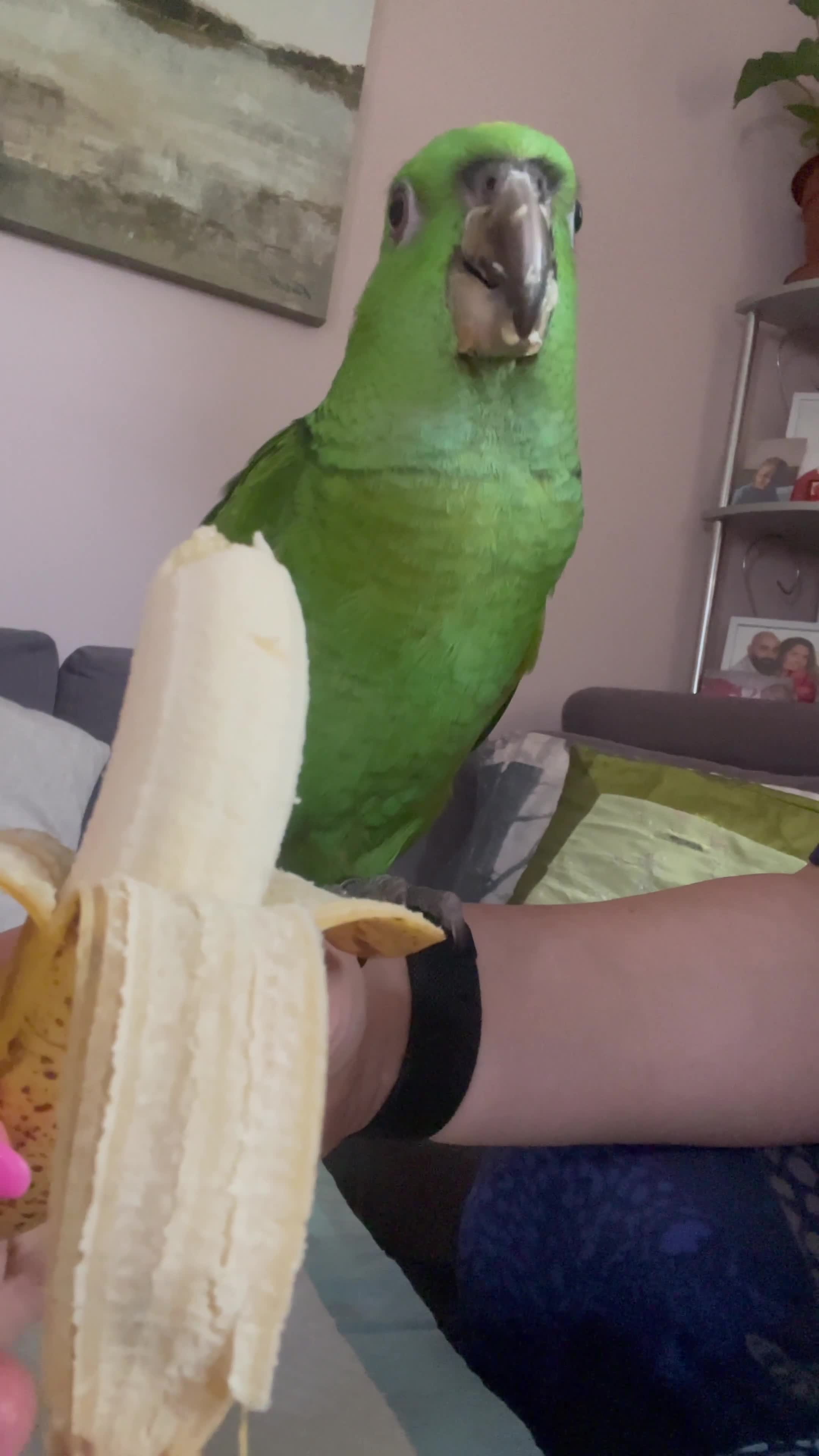 Parrots birds for sale: Female Amazon Parrot–8Months–DNA Test–Hand Reared - Video 2