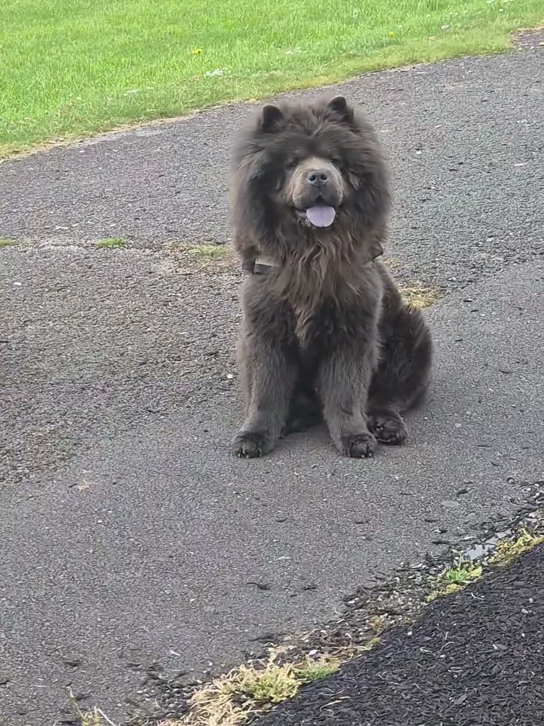 Chow Chow dogs for stud: KC Registered Chow Chow - Video 3