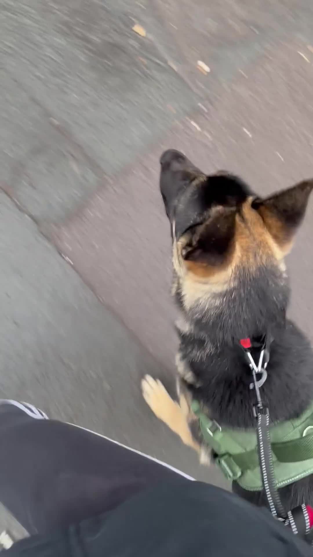 Mixed Breed dogs for sale: 8 month old German shepherd x mali - Video 1