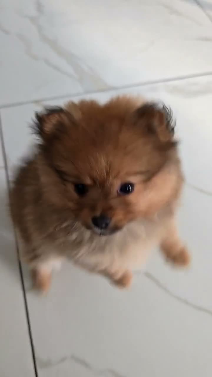 Pomeranian dogs for sale: 2 girl - Video 1