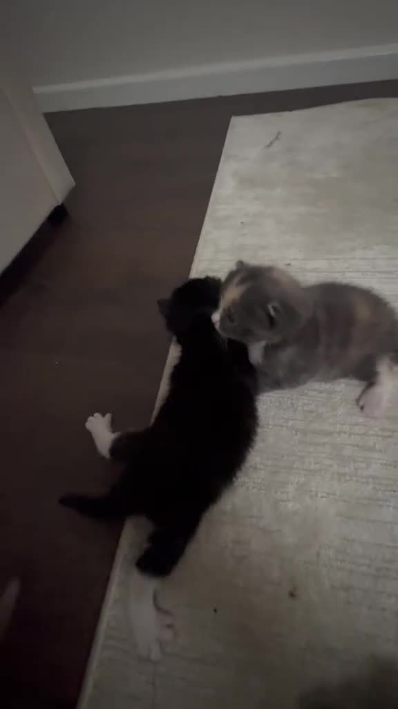 British Shorthair cats for sale: 6 Beautiful kittens looking for their forever home - Video 2