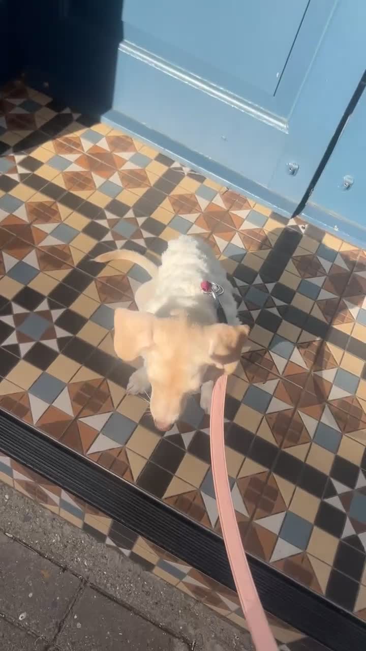 Mixed Breed dogs for sale: Miniature Jackweenie Puppy For Sale  - Video 4