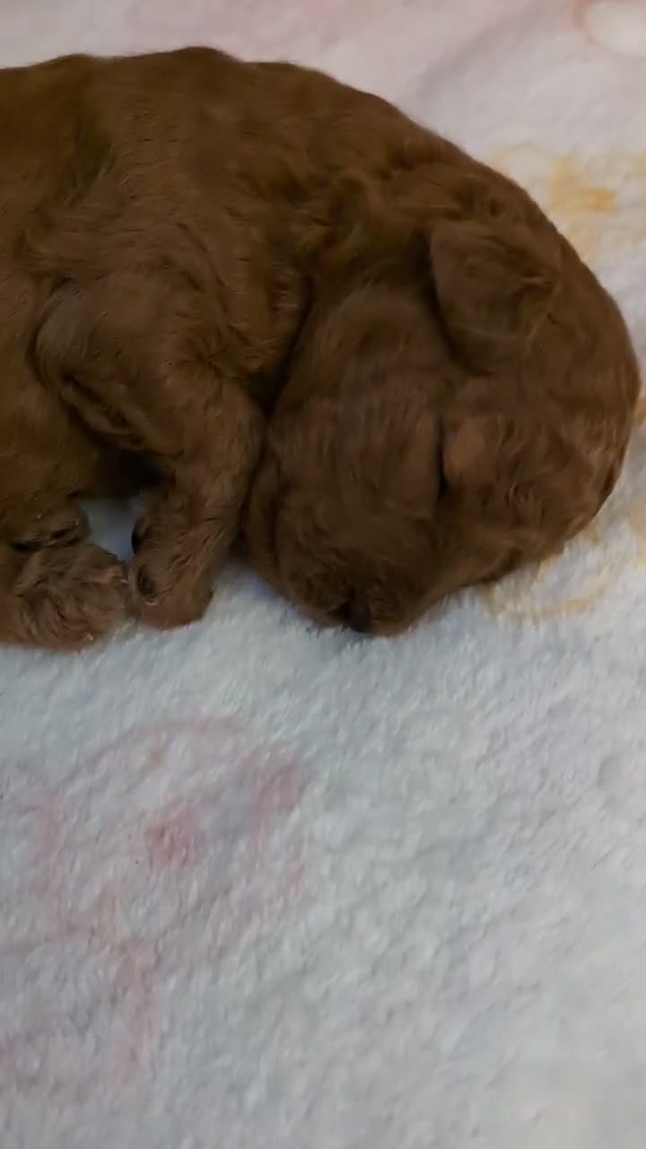 Cavapoo dogs for sale: F1B Deep Fox Red High Quality DNA Clear Puppies  - Video 5