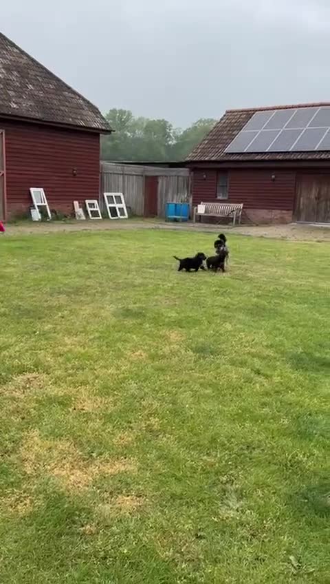 Bordoodle dogs for sale: 🩷 Beautiful F1 Bordoodle puppies 2 left 🩷 in Wokingham - Video 2