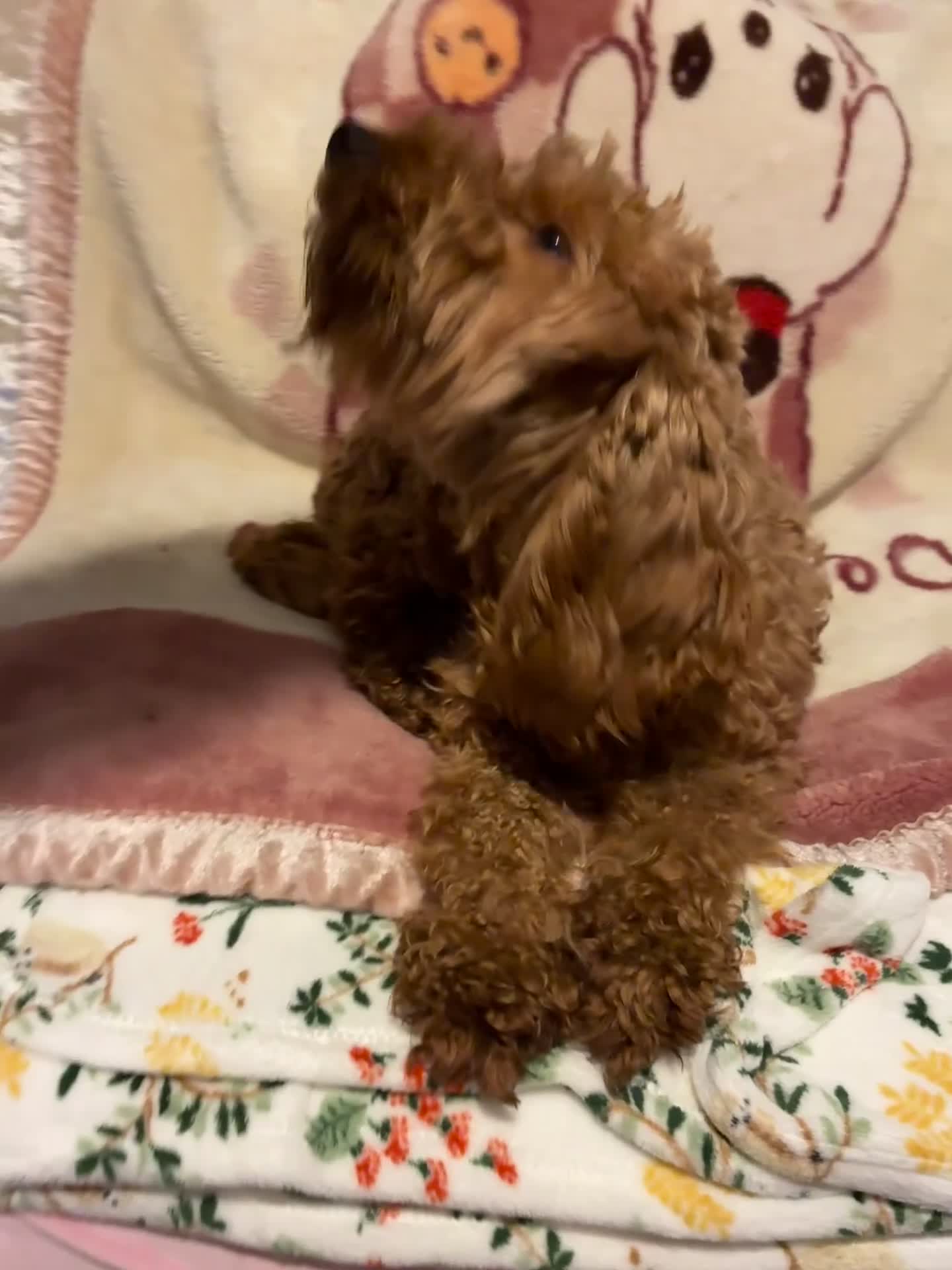 Cockapoo dogs for sale: Cockapoo puppy’s  - Video 1