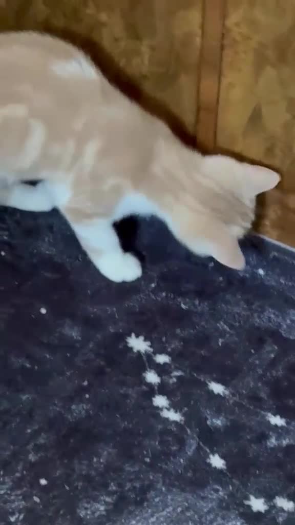 British Shorthair cats for sale: British Shorthair kittens - Video 1
