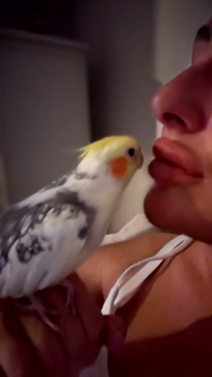 Cockatiels birds for sale: Cockatiel male SILLY TAME! - Video 5