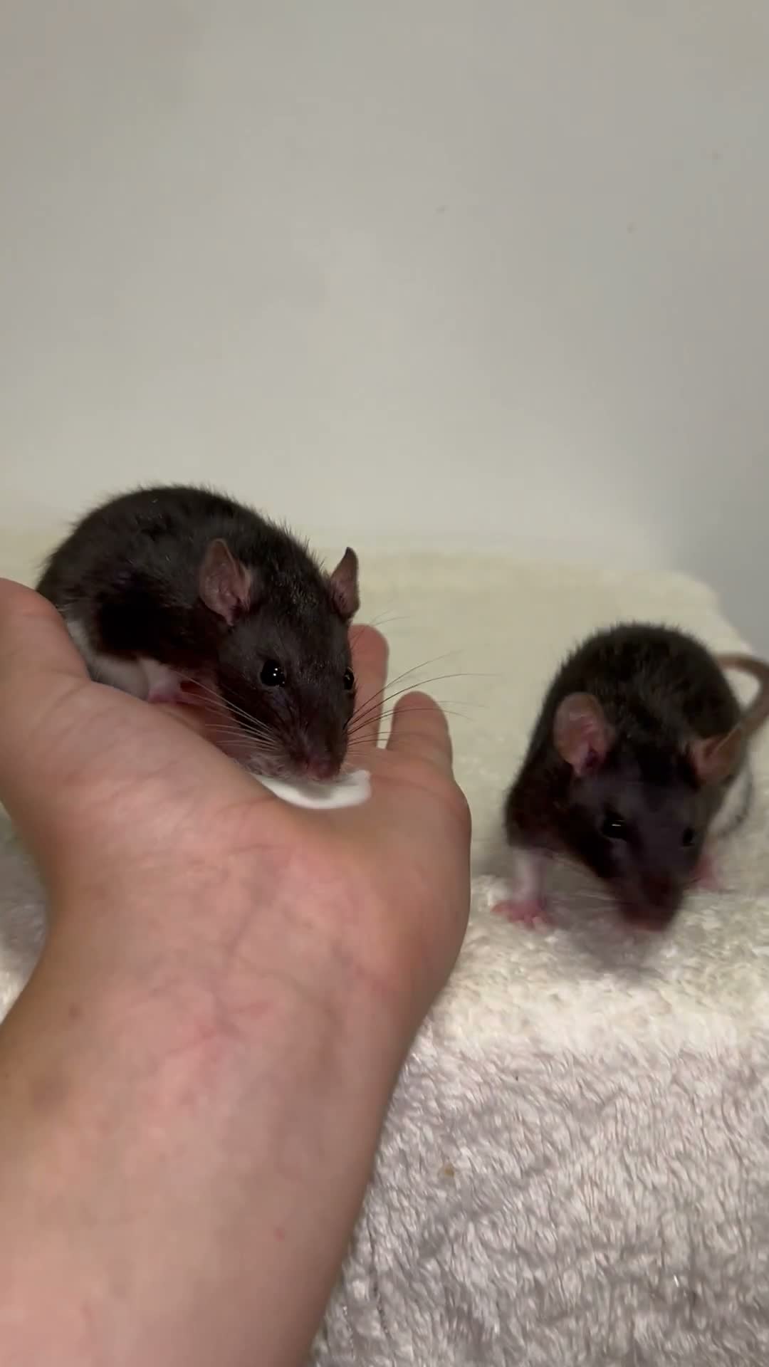 Rat rodents for sale: Beautiful baby rats  - Video 3
