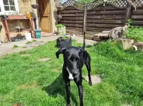 Mixed Breed dogs for adoption: ❤️🐶 LILY – EVERYTHING PEOPLE DREAM OF IN A DOG in Sale - Video 1