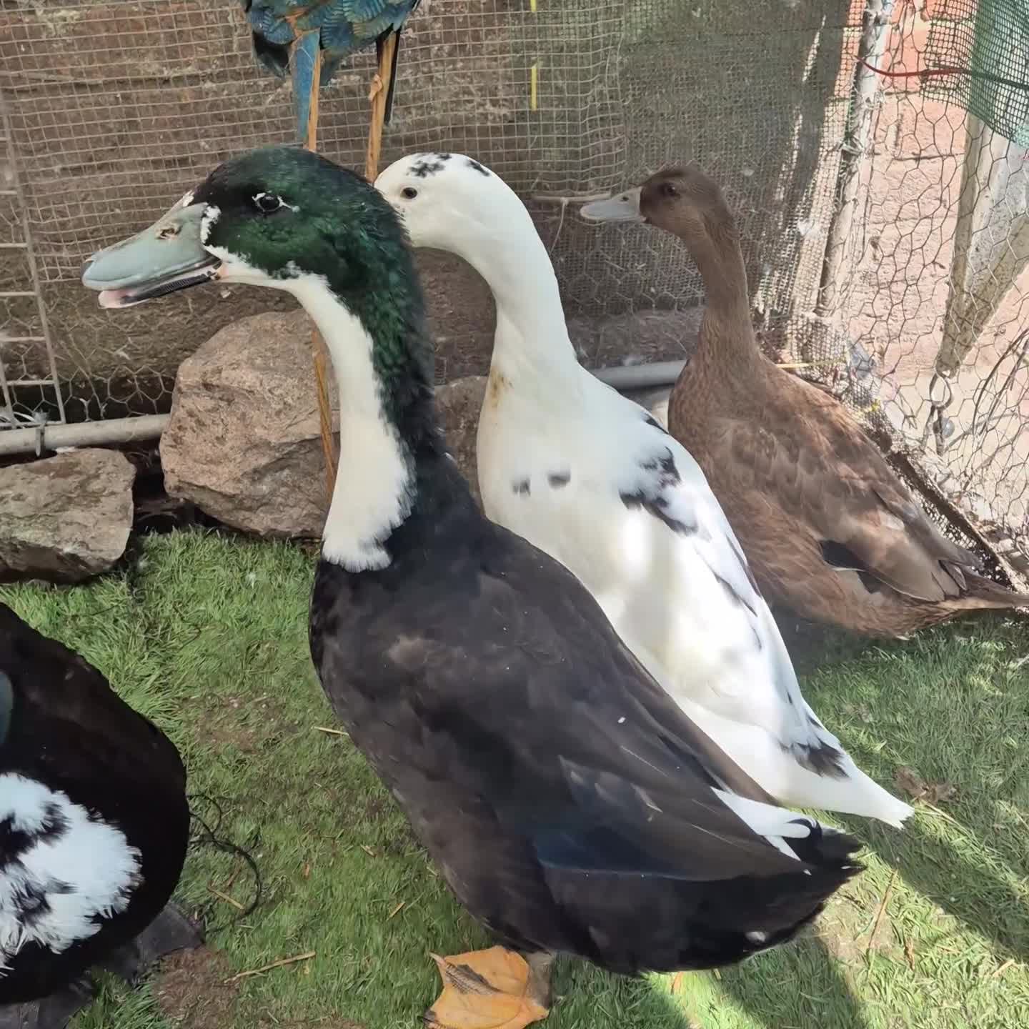 Ducks poultry for sale: 3 drakes for sale - Video 1