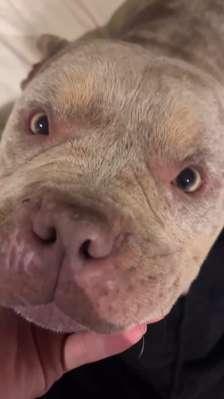 American Bully dogs for sale: Micro Pocket Bully Tri merle - Video 1