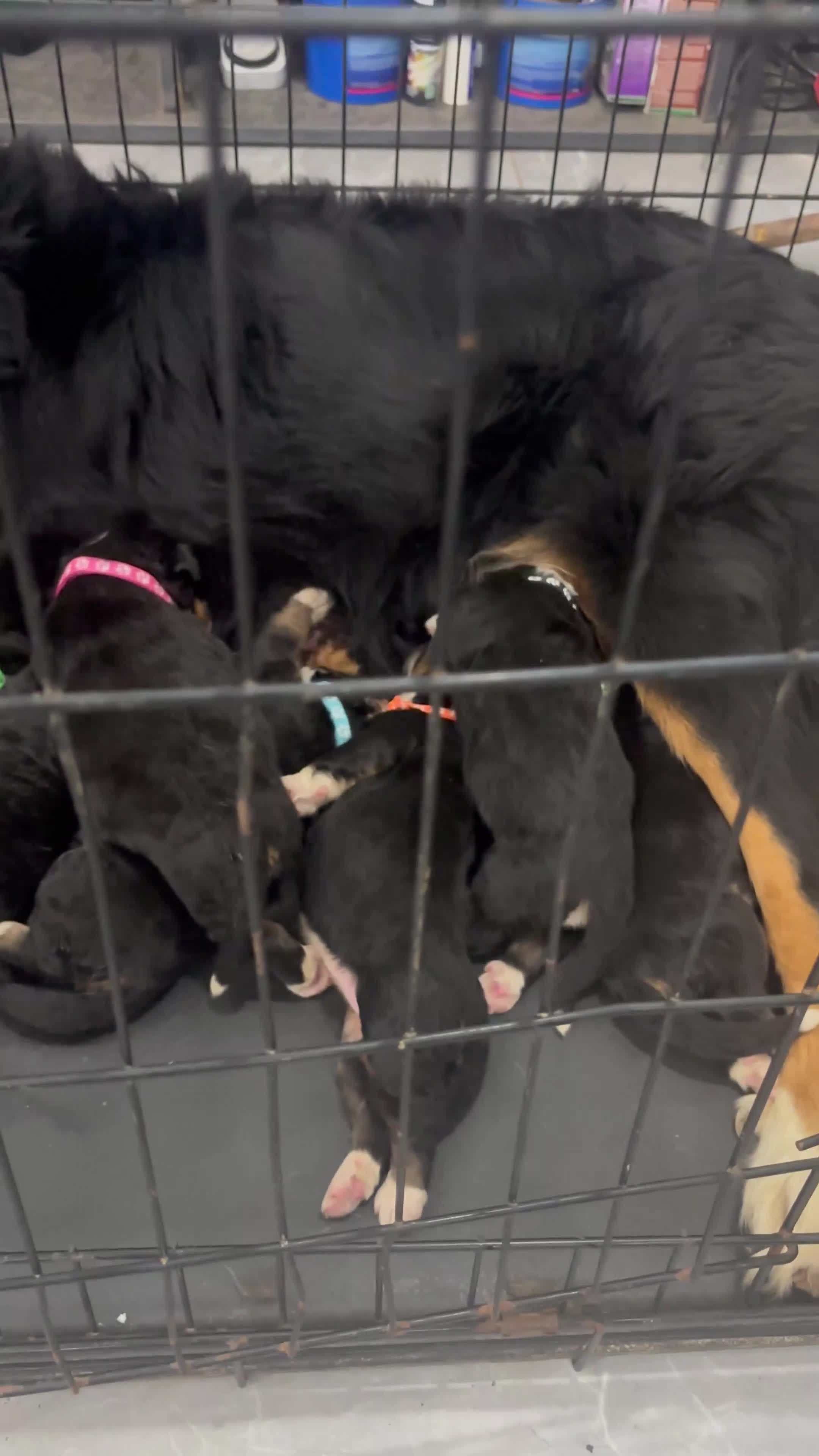 Bernese Mountain Dog dogs for sale: 🐾 Bernese Puppies – Ready Just Before  **   - Video 1