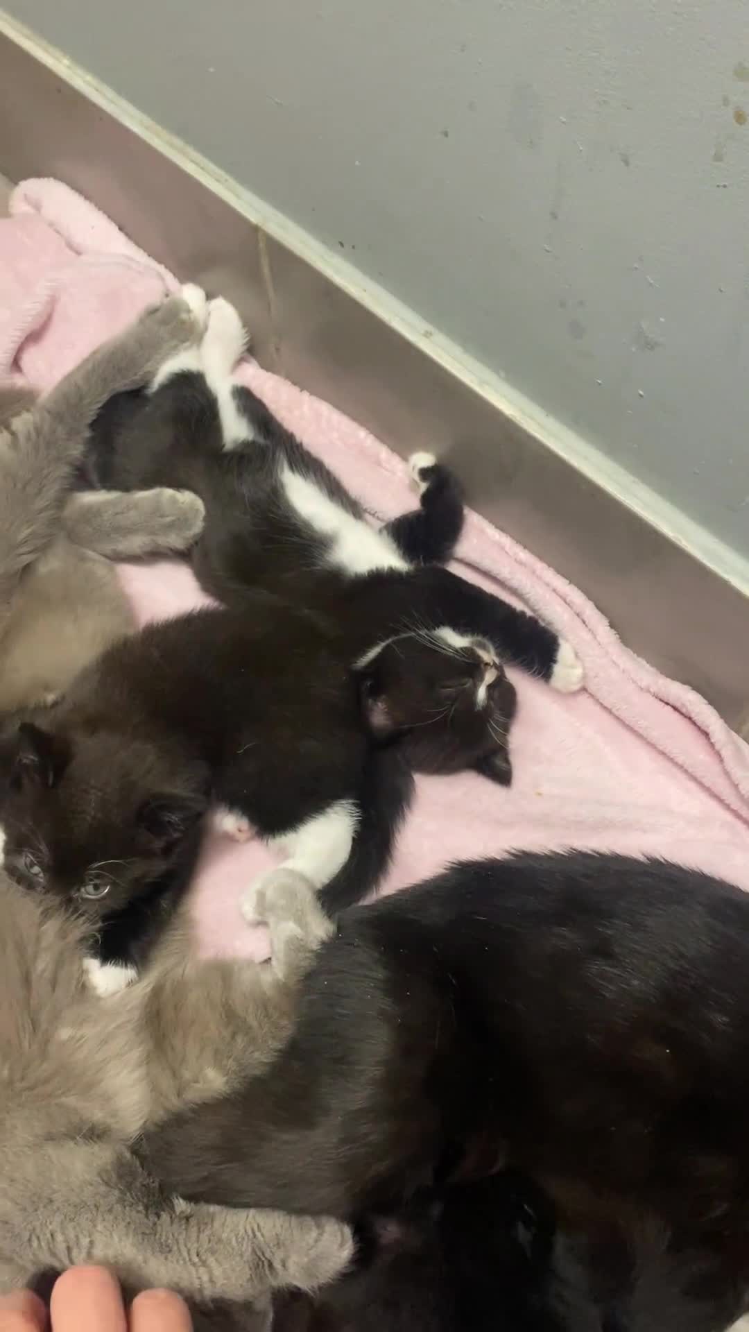 Mixed Breed cats for sale: X BRITISH SHORT adorable kittens ready 4 new home - Video 1